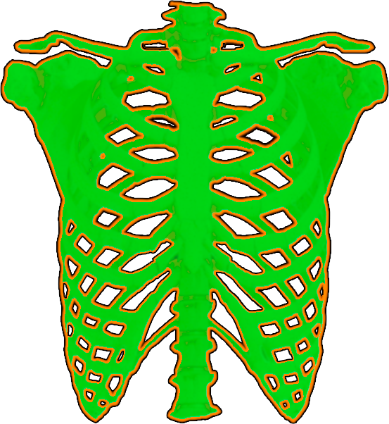 ribcage