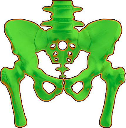 pelvis
